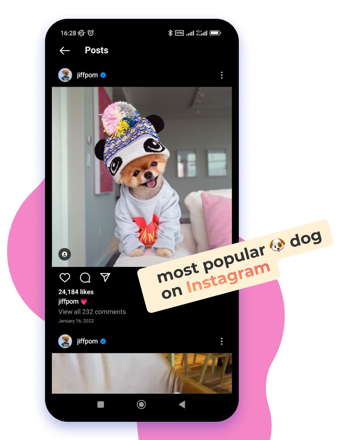insta dog