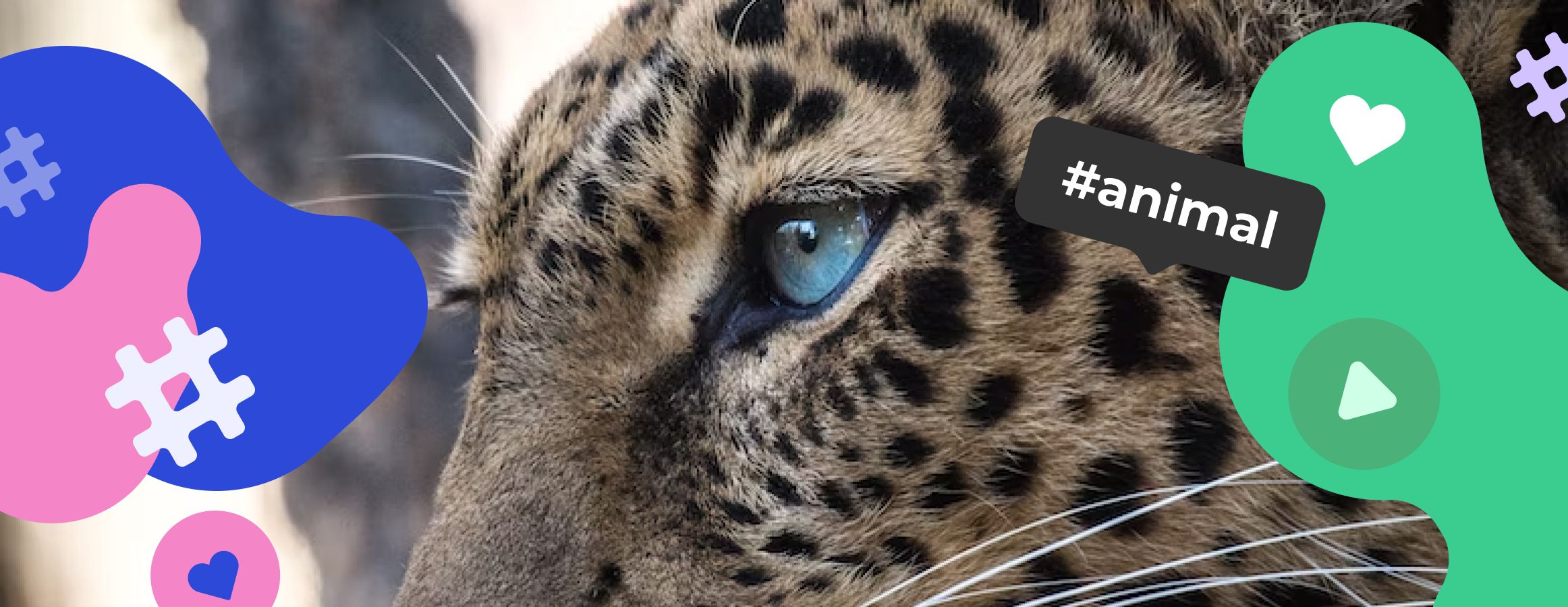 Animal hashtags
