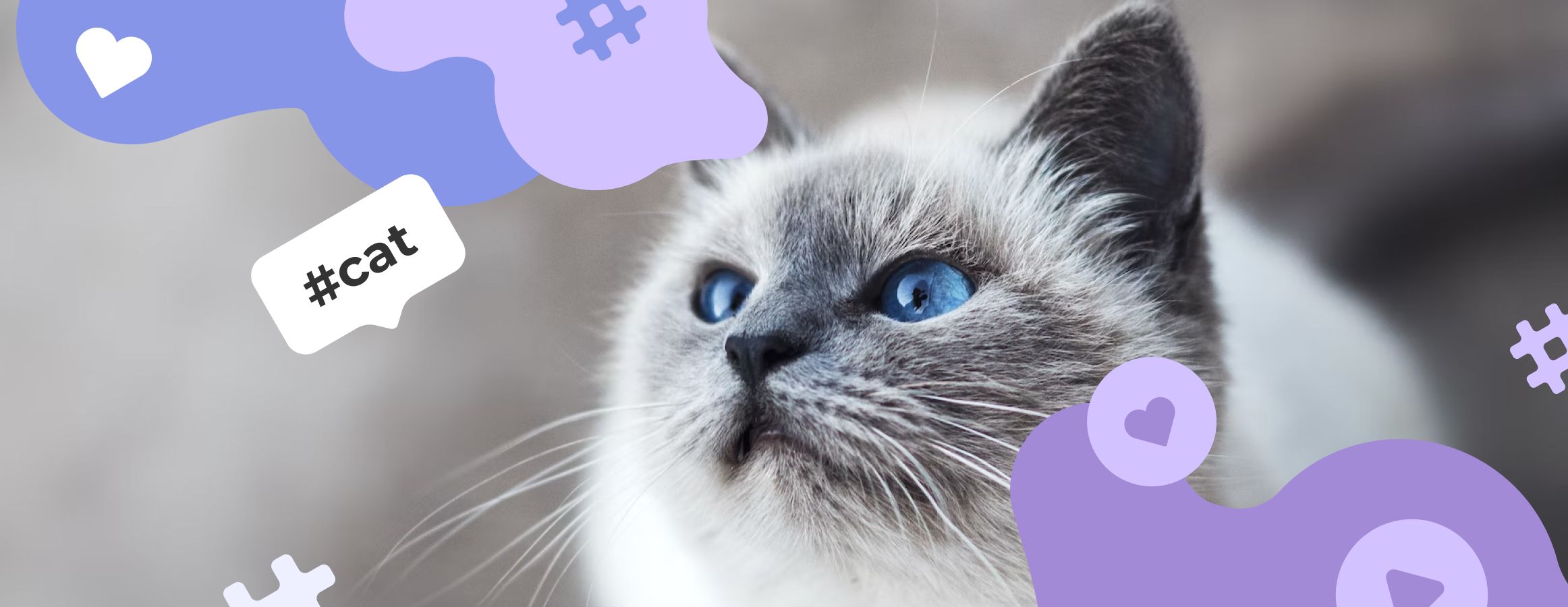 Cat hashtags
