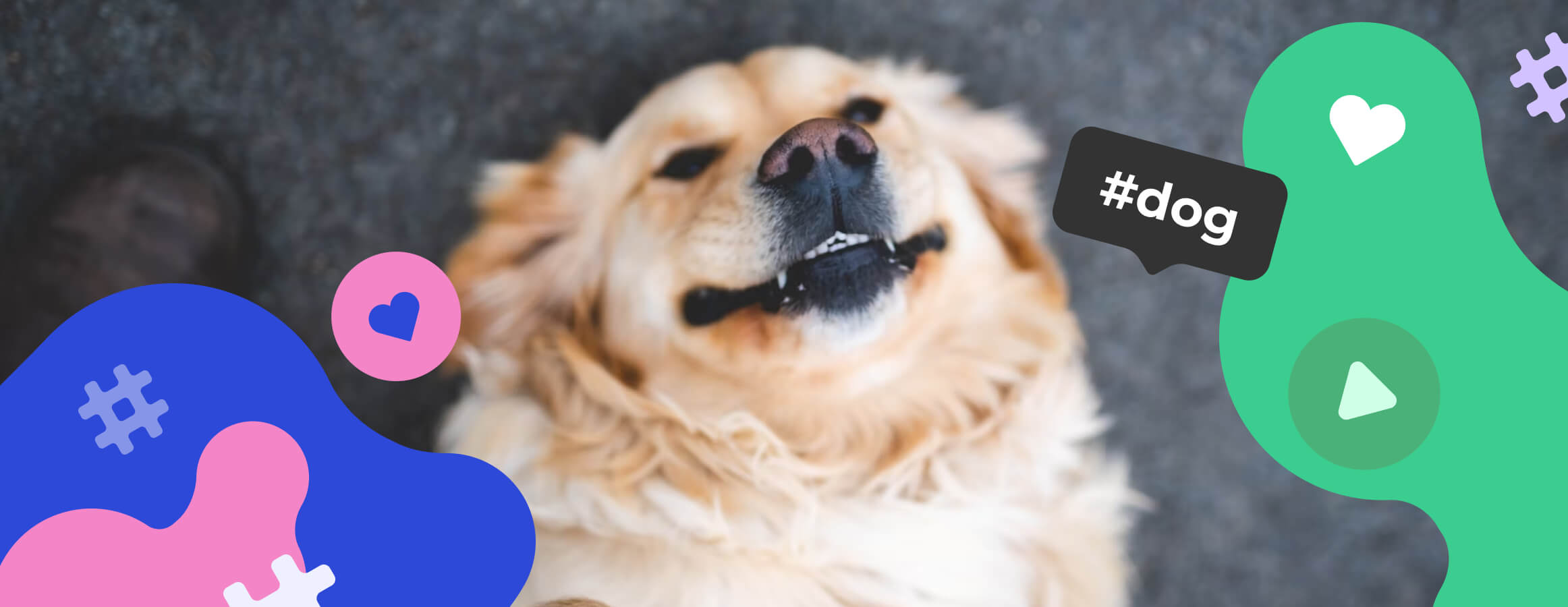 Dog hashtags