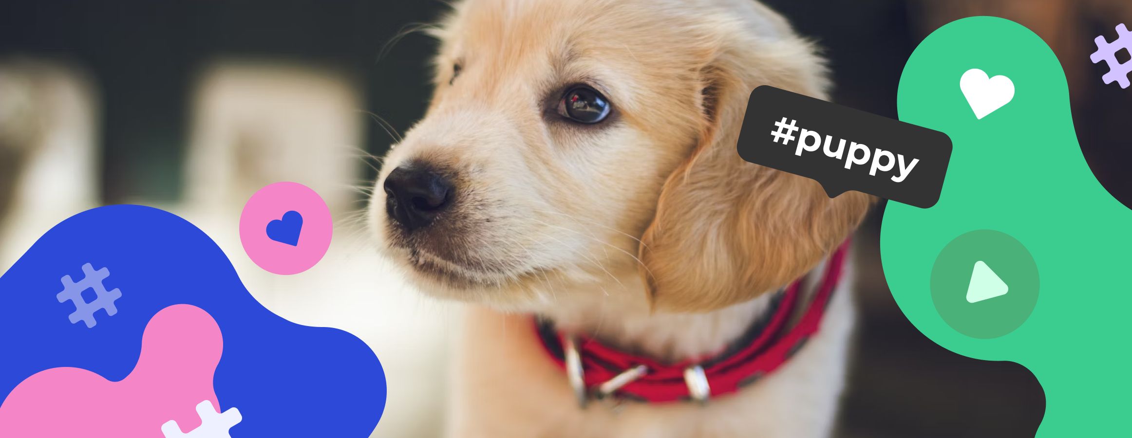 Puppy hashtags